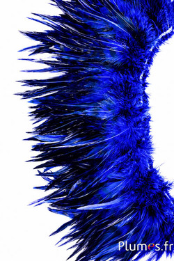 Franje haan - lengte veren 10-15 cm - blauw
